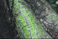 indian tree bark green
 - Costa Rica