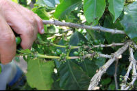        don juan coffee green beans 
  - Costa Rica