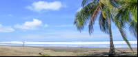 bejuco beach palm 
 - Costa Rica