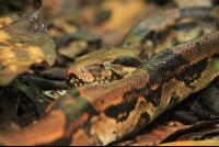        carara national park boa constrictor 
  - Costa Rica