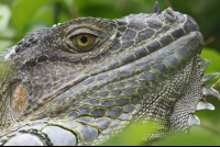       iguana profile close up tempisque river 
  - Costa Rica