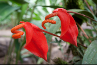 flower waterfallgardens 
 - Costa Rica