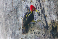        Woodpecker Looking Down Cabo Blanco Reserve
  - Costa Rica