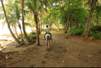 terraventuras beach horseback ride under the trees 
 - Costa Rica