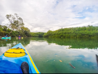        Kayaking Entering Platanares Mangroves In Puerto Jimenez
  - Costa Rica