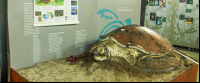 sea turtle conservancy diorama 
 - Costa Rica