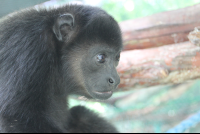 peripheral monkey 
 - Costa Rica