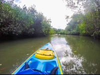        Deeper Into Platanares Mangroves In Puerto Jimenez
  - Costa Rica