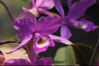 monteverde orchid garden purple orchid 
 - Costa Rica