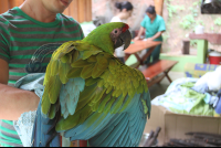great green macaw
 - Costa Rica