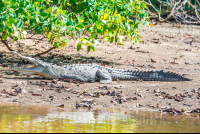Crocodile Sunbathing On The Sand Tamarindo Estuary
 - Costa Rica