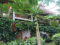 papaya tree sol samara 
 - Costa Rica