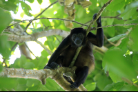        cahuita national park attraction page howler 
  - Costa Rica