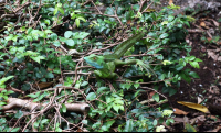 Serpentarium Green Basilisk
 - Costa Rica