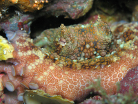        Octupus Underwater
  - Costa Rica