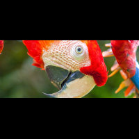        scarlet macaw ara macao
  - Costa Rica