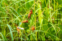 Crickets Munching On Plants
 - Costa Rica