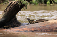 crocodile safari tour brown basilisk 
 - Costa Rica