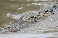        crocodile closeup 
  - Costa Rica