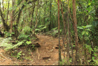        tenorio national park trail 
  - Costa Rica