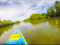 Rowing Further Into Platanares Mangroves In Puerto Jimenez
 - Costa Rica