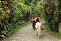        jungle beach horseback tour dirt road 
  - Costa Rica