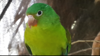        sibu sanctuary parrot 
  - Costa Rica