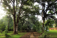 pizote lodge chilamate trees 
 - Costa Rica