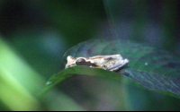 frog pond frog on leaf 
 - Costa Rica