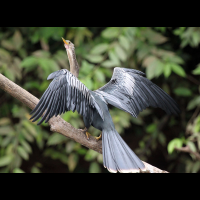        cano negro anhinga 
  - Costa Rica