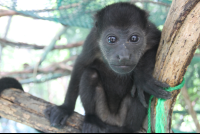        monkey straight stare 
  - Costa Rica