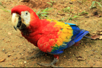        osa animal sanctuary tour page scarlet macaw 
  - Costa Rica