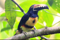 pachira lodge collared aracari 
 - Costa Rica
