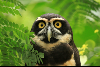 Jaguar Rescue Center Owl
 - Costa Rica