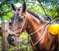 Horse Face Close Up Horseback Riding Rappelling Rancho Tropical Matapalo Costa Rica
 - Costa Rica