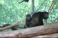 baby riding back monkeys 
 - Costa Rica