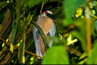 bird boat billed heron barra del colorado 
 - Costa Rica
