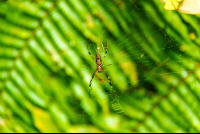 Spider Celeteste River Watefall Tour
 - Costa Rica