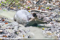 tapir sirena ranger station corcovado national park 
 - Costa Rica