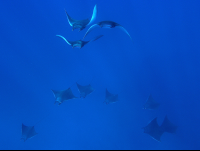        school of manta rays 
  - Costa Rica