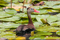       Black Bellied Whistling Duck Lagoon Curu
  - Costa Rica