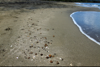        playa negra puerto viejo pebbles 
  - Costa Rica