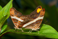        Butterflies Mating On Leaf Monteverde
  - Costa Rica