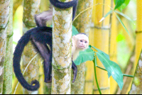        white face behind tree 
  - Costa Rica