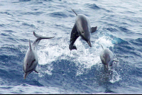        Three Dolphins Jumping Front View
  - Costa Rica