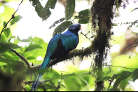 selvetura quetzal 
 - Costa Rica