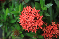 los almendros red flower 
 - Costa Rica