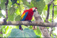 Macaw Standing On A Tree Branch Sierpe Mangler
 - Costa Rica