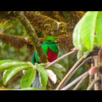quetzal in monteverde
 - Costa Rica