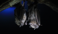 bat jungle bat pair 
 - Costa Rica